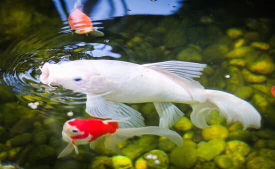 How Big Do Butterfly Koi Get