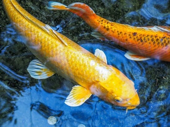 How Big Can Koi Fish Get? (And Factors That Affect The Size)