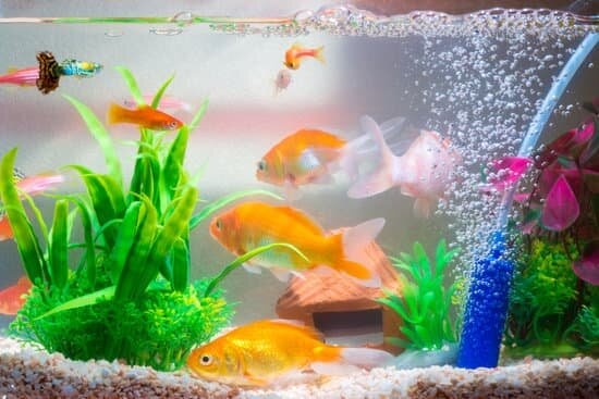How Many Guppies Can You Keep With Goldfish