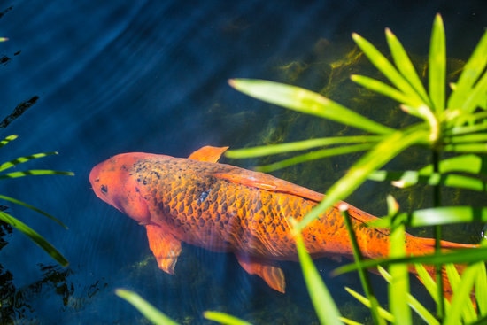 How long does it take for a koi fish to grow to full size