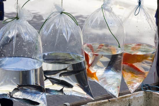 Multiple Fish in a Plastic Bag Will Need More Oxygen