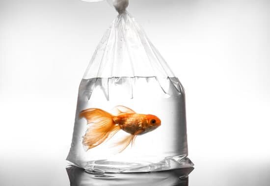 Fish Will Last Longer in Bag Filled With Oxygen