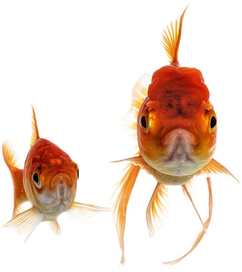 Do Goldfish Grow To Fit Their Tank