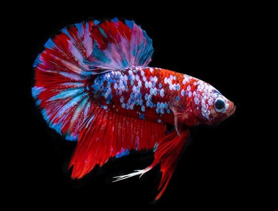 What Is A Koi Betta Fish