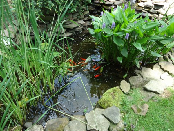 Outdoor pond for koi fish