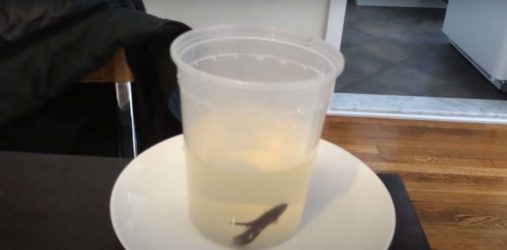 How To Prevent Dropsy In Bettas