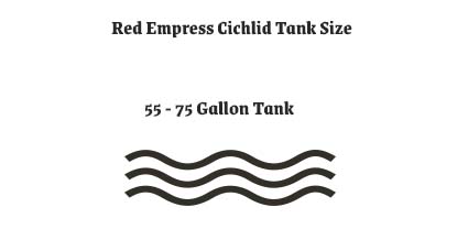 Red Empress Cichlid Tank Size Capacity