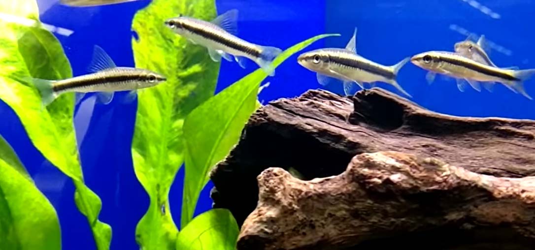 Best Algae Eaters For Betta Tank (For Different Gallon Ttanks)