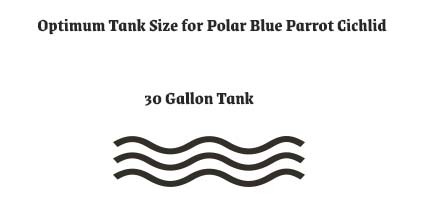 Tank Size for Polar Blue Parrot Cichlid