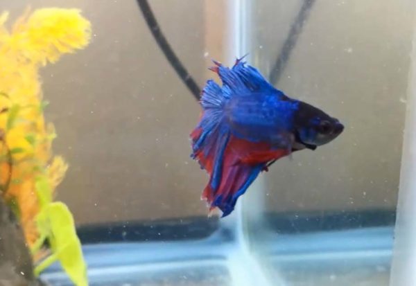 Things To Remember Before Adding Bettas To Water