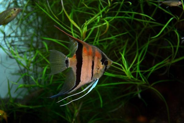 Caring Tips for Angelfish Eggs