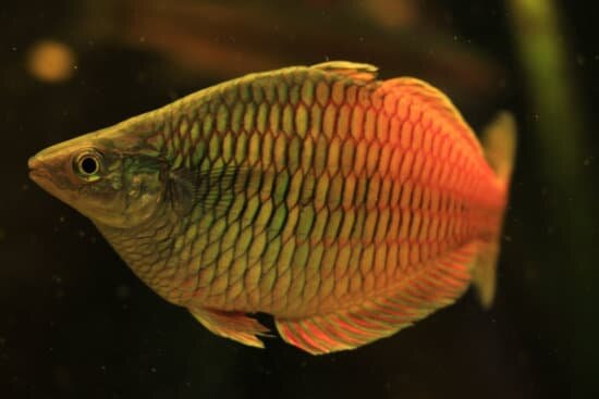 Gourami fish