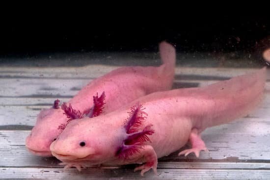 how difficult is it to take care of an axolotl