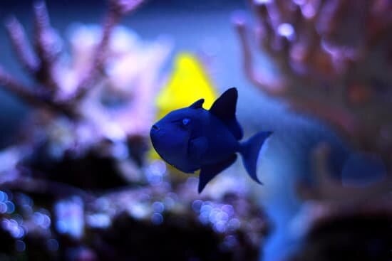 Niger Triggerfish: Tank Setup, Caring, Feeding And Breeding Guide - The ...