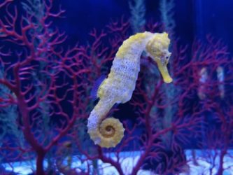 seahorses