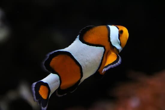 True Percula Clownfish 