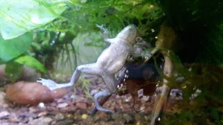 African dwarf frog