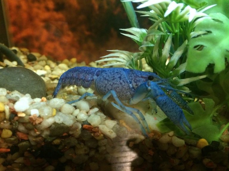 how-long-do-crayfish-live-wzaquarium