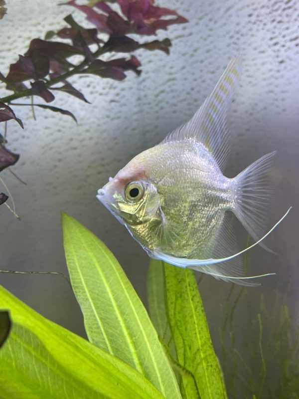 Angelfish suffering from fungal infection