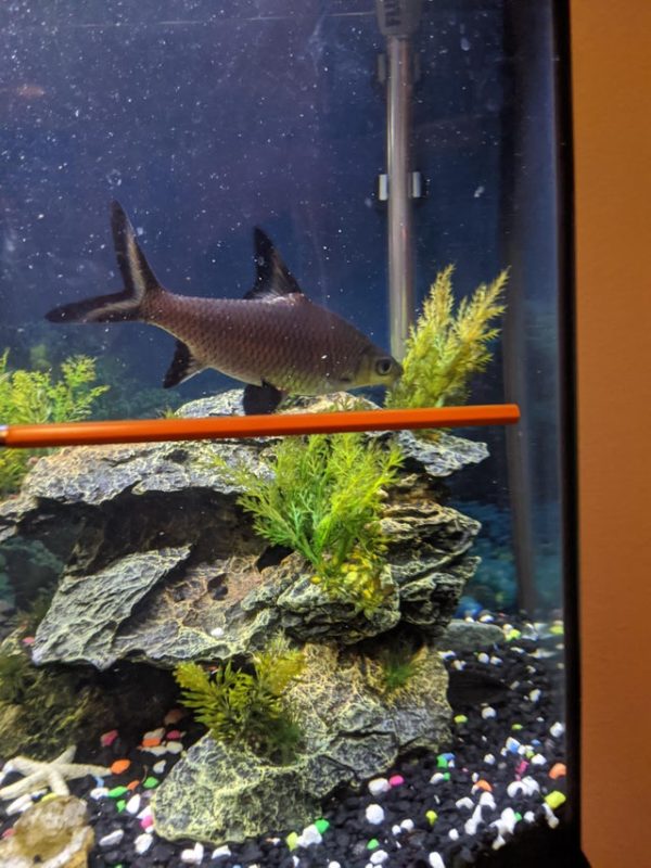 Bala Shark Care and Tank Set-Up 