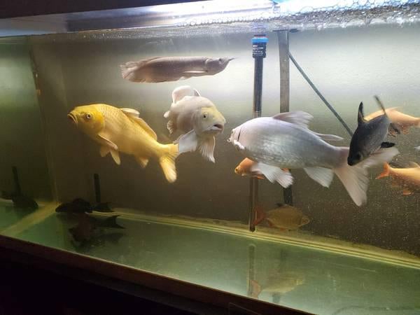 Bala Shark with Koi fish, Arowana, and Pleco fish