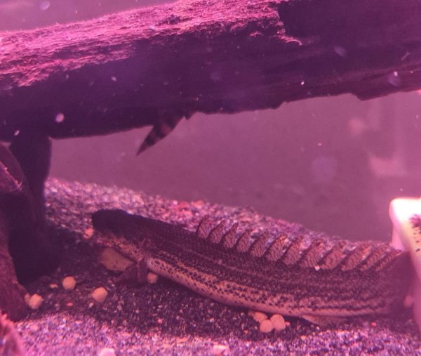 Bichir hiding place