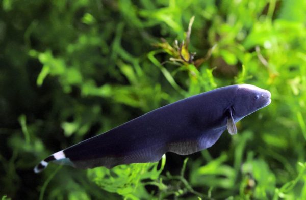 Black Ghost Knife Fish Size