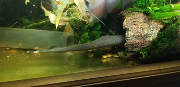 Black Ghost Knife Fish with a swollen belly