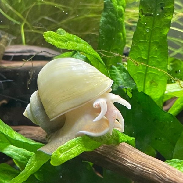 Bladder Snail eating Plant