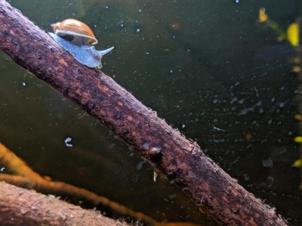 Bladder Snail in Fish Tank