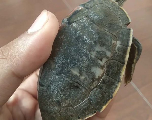 Can shell rot kill turtles