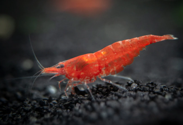 Cherry Shrimp Natural Habitat and Origin