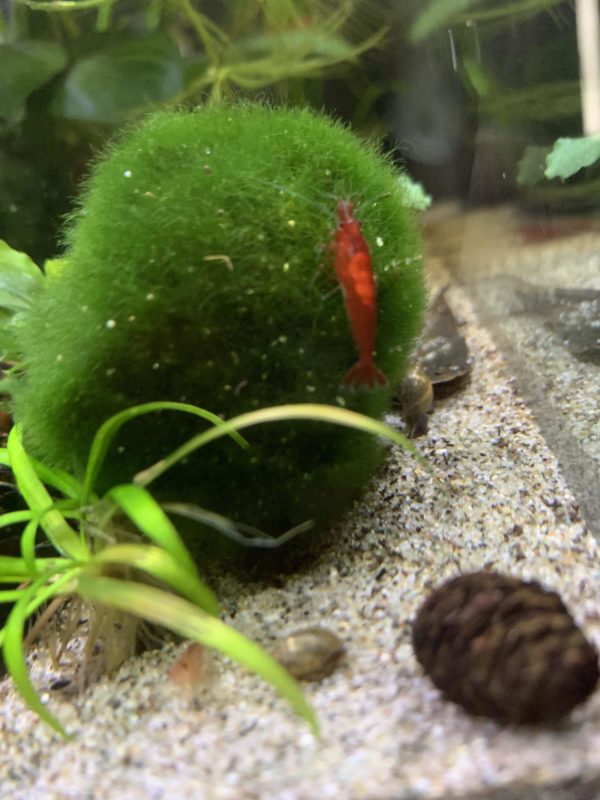 Cherry Shrimp Substrate