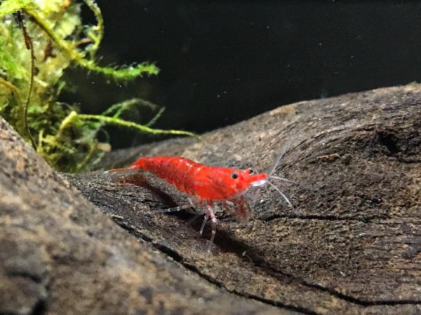 Cherry Shrimps in Fish Tank