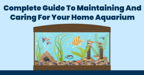 Complete Guide To Maintaining And Caring For Your Home Aquarium