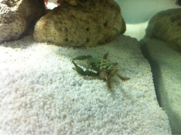 Emerald Crab in Molting State