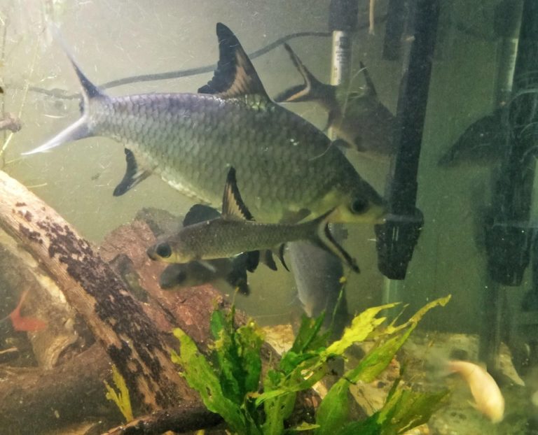 Bala Shark Care Care Guide, Breeding, Tank Size and Disease