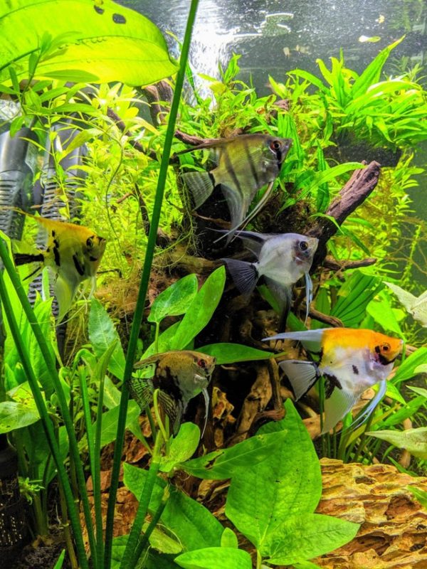 Group of Different types of Angelfish