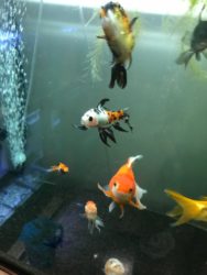 Group of Shubunkin Goldfish