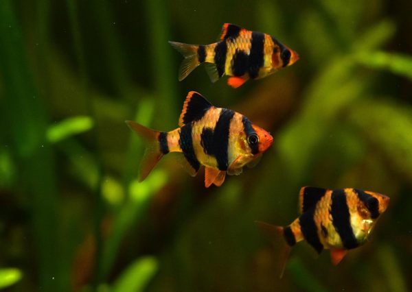 Group of Tiger Barb