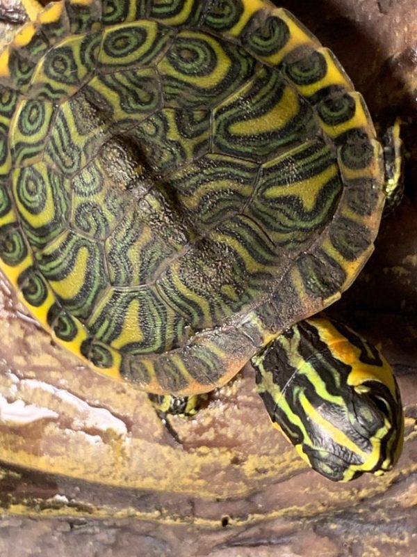 Healthy Yellow Bellied Slider Turtle