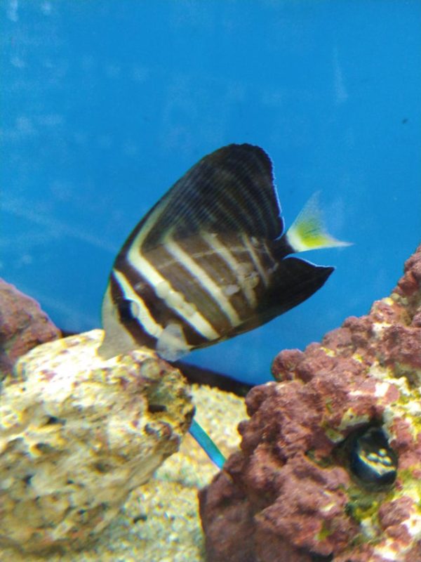 Infected Sailfin Tang