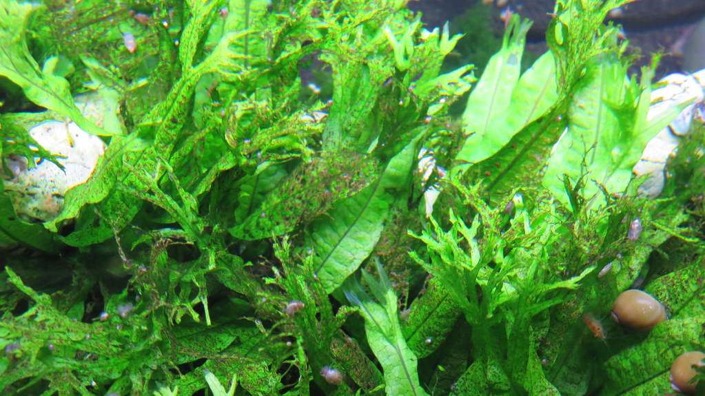 How to Grow Aquarium Plants from Seeds: Easy To Follow Steps