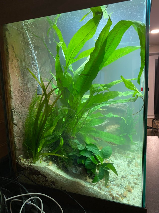 Java Fern: How to Grow and Maintain (Complete Guide)