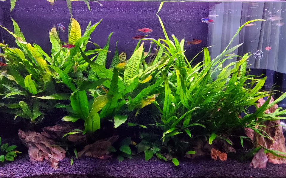 Java Fern: How to Grow and Maintain (Complete Guide)