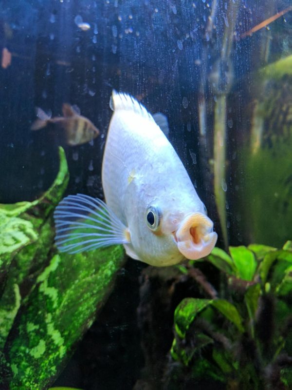 Are Kissing Gouramis Right For You