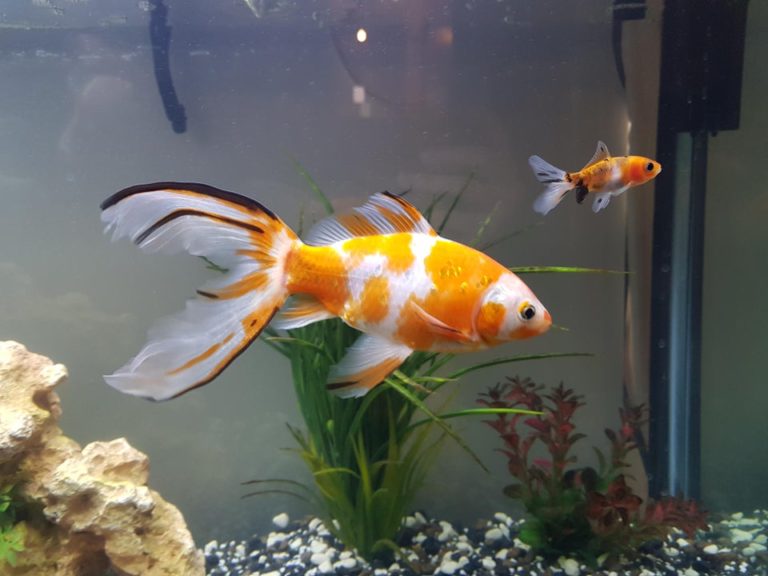 View of What Size is Best for a Goldfish Tank? - The Spruce Pets