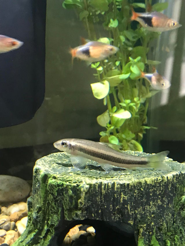 Otocinclus Catfish Complete Guide To Care, Breeding, Tank Size, And