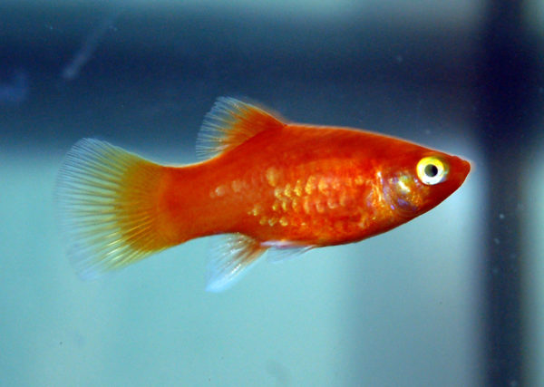 Red Coral Platy Fish