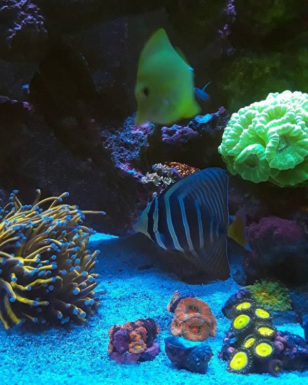 Sailfin Tang with Yellow Tang